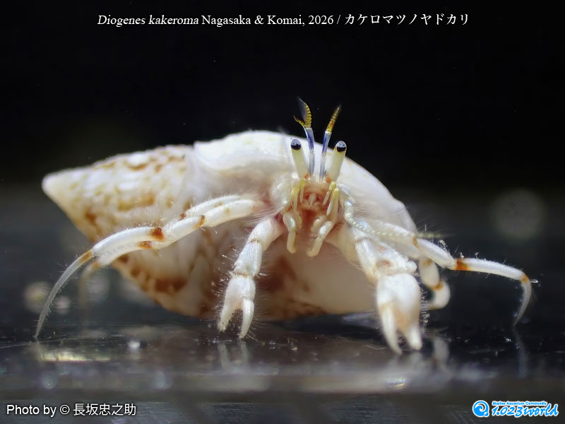 カケロマツノヤドカリ/Diogenes kakeroma Nagasaka & Komai, 2026 [1]