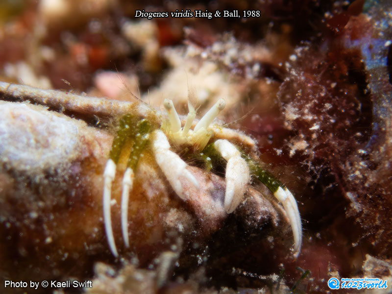 和名未定/Diogenes viridis Haig & Ball, 1988 [2]