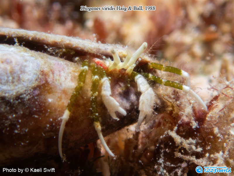 和名未定/Diogenes viridis Haig & Ball, 1988 [1]