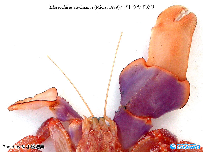 ゴトウヤドカリ/Elassochirus cavimanus (Miers, 1879) [6]