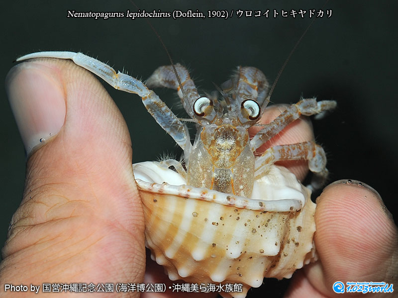 ウロコイトヒキヤドカリ/Nematopagurus lepidochirus (Doflein, 1902) [3]