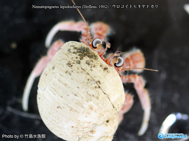 ウロコイトヒキヤドカリ/Nematopagurus lepidochirus (Doflein, 1902) [7]