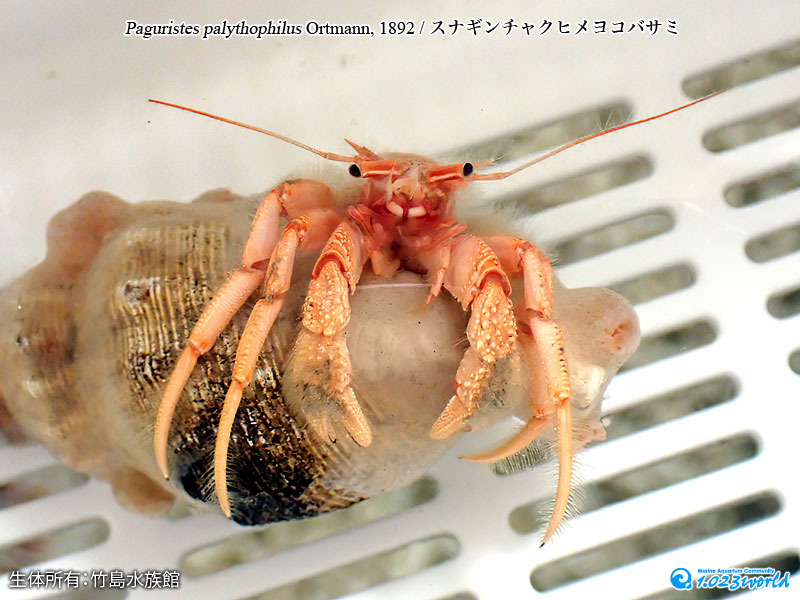 スナギンチャクヒメヨコバサミ/Paguristes palythophilus Ortmann, 1892 [6]