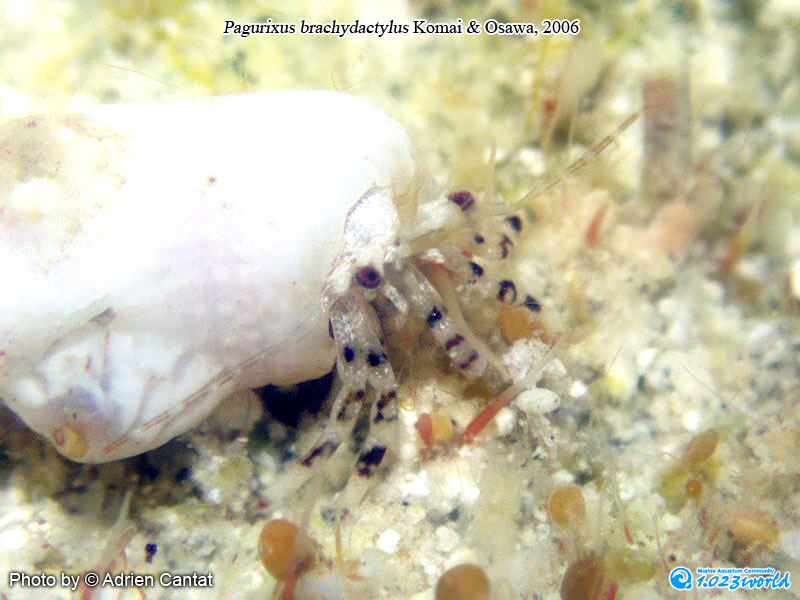和名未定/Pagurixus brachydactylus Komai & Osawa, 2006 [2]