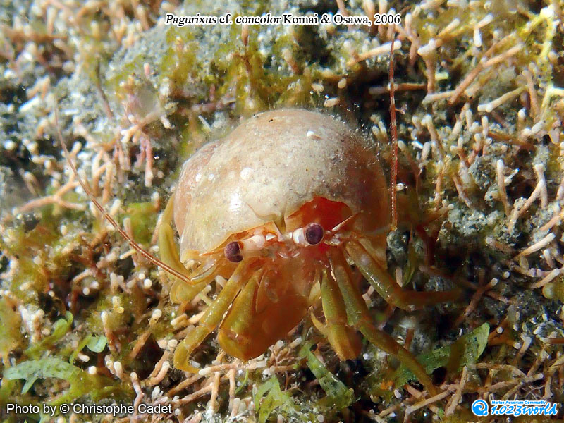 和名未定/Pagurixus concolor Komai & Osawa, 2006 [3]