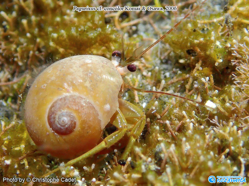 和名未定/Pagurixus concolor Komai & Osawa, 2006 [5]