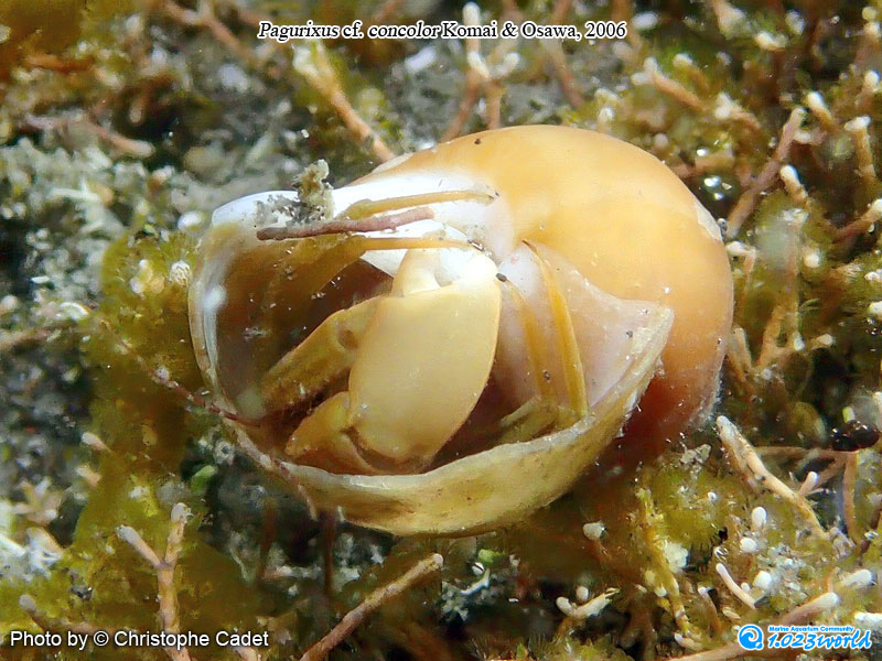 和名未定/Pagurixus concolor Komai & Osawa, 2006 [6]