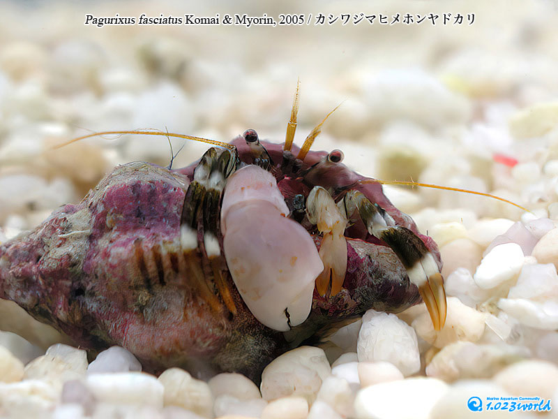 カシワジマヒメホンヤドカリ/Pagurixus fasciatus Komai & Myorin, 2005 [2]
