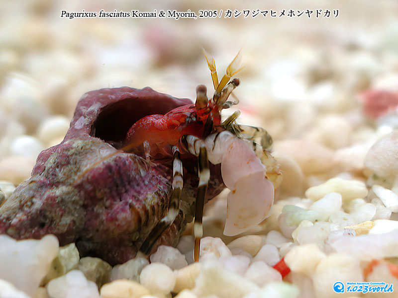 カシワジマヒメホンヤドカリ/Pagurixus fasciatus Komai & Myorin, 2005 [3]