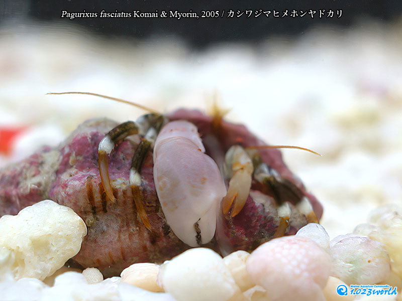 カシワジマヒメホンヤドカリ/Pagurixus fasciatus Komai & Myorin, 2005 [4]