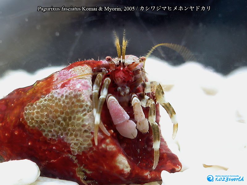 カシワジマヒメホンヤドカリ/Pagurixus fasciatus Komai & Myorin, 2005 [5]