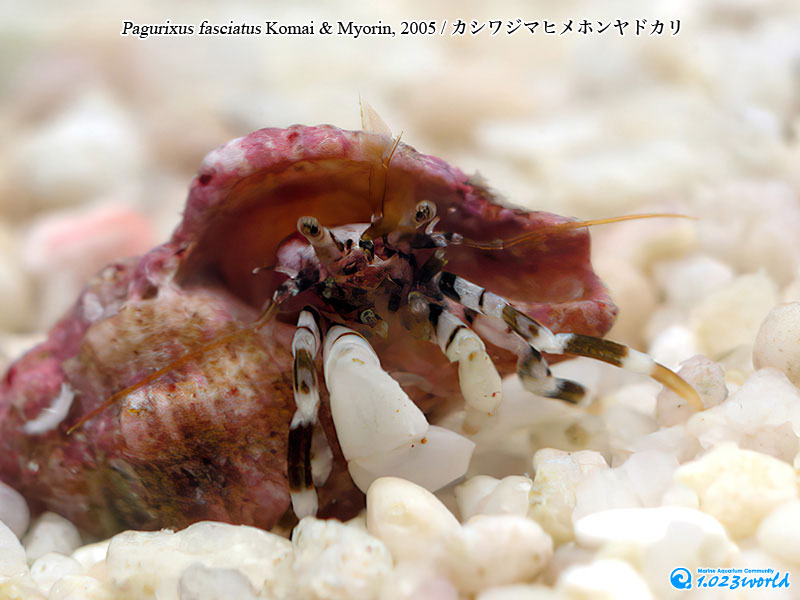 カシワジマヒメホンヤドカリ/Pagurixus fasciatus Komai & Myorin, 2005 [7]