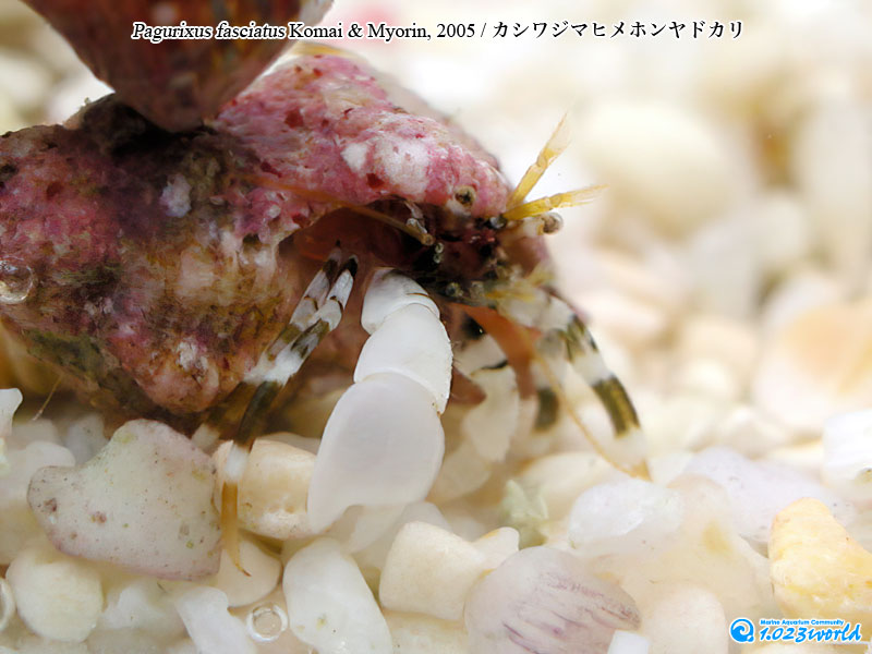 カシワジマヒメホンヤドカリ/Pagurixus fasciatus Komai & Myorin, 2005 [8]
