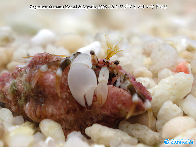 カシワジマヒメホンヤドカリ/Pagurixus fasciatus Komai & Myorin, 2005 [9]