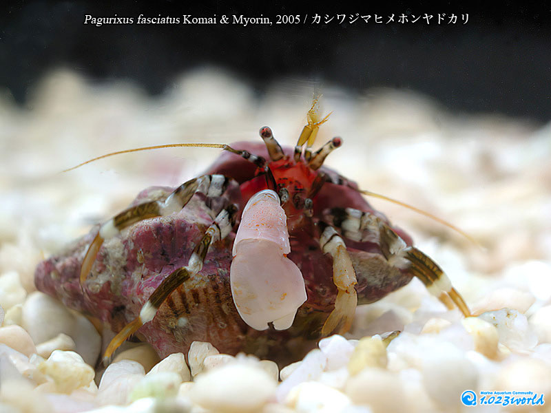 カシワジマヒメホンヤドカリ/Pagurixus fasciatus Komai & Myorin, 2005 [1]