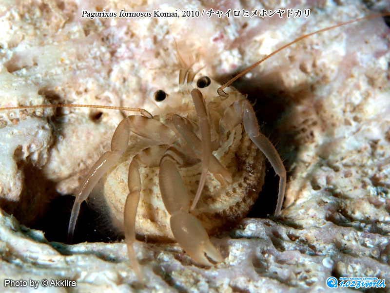 チャイロヒメホンヤドカリ/Pagurixus formosus Komai, 2010 [2]