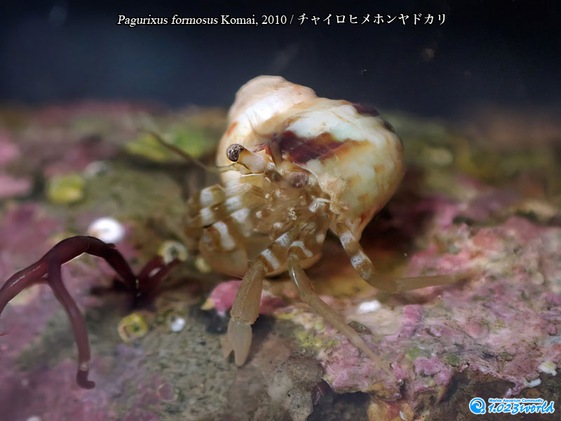 チャイロヒメホンヤドカリ/Pagurixus formosus Komai, 2010 [1]