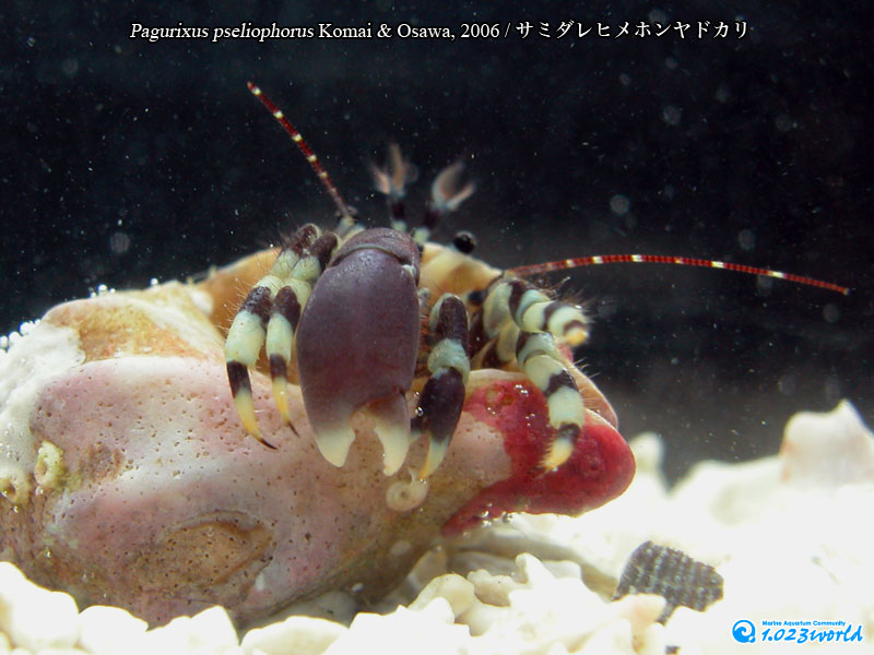 サミダレヒメホンヤドカリ/Pagurixus pseliophorus Komai & Osawa, 2006 [2]