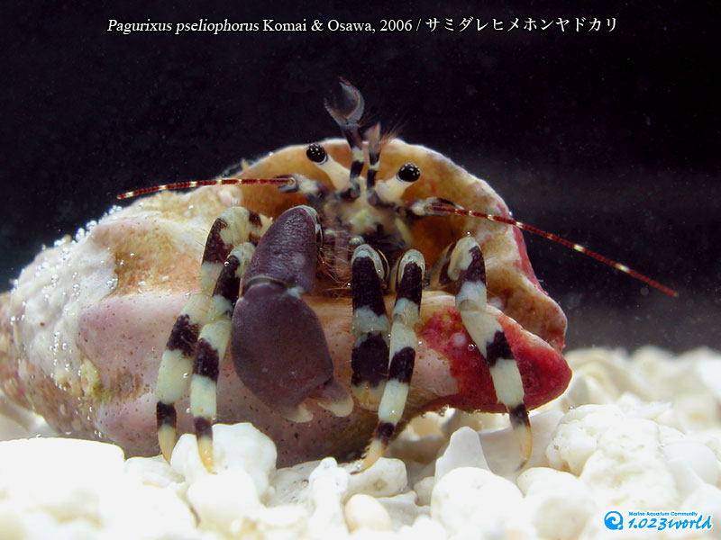 サミダレヒメホンヤドカリ/Pagurixus pseliophorus Komai & Osawa, 2006 [1]