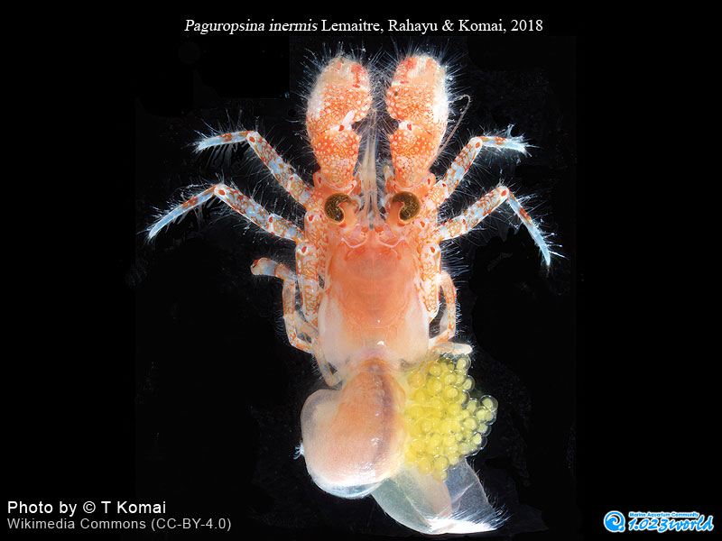 和名未定/Paguropsina inermis Lemaitre, Rahayu & Komai, 2018 [1]