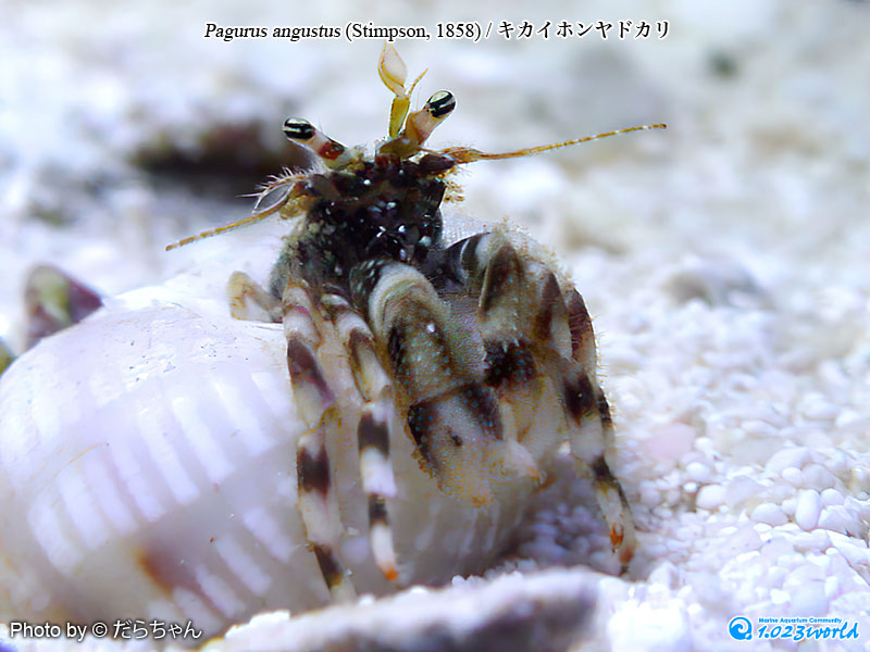 キカイホンヤドカリ/Pagurus angustus (Stimpson, 1858) [1]