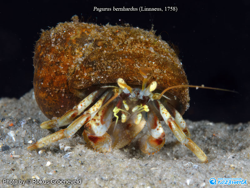 和名未定/Pagurus bernhardus (Linnaeus, 1758) [1]
