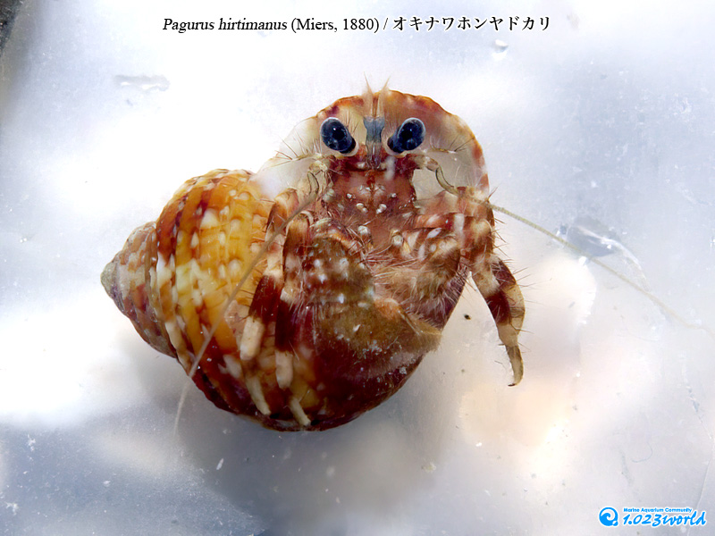 オキナワホンヤドカリ/Pagurus hirtimanus (Miers, 1880) [2]