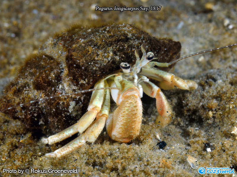 和名未定/Pagurus longicarpus Say, 1817 [2]