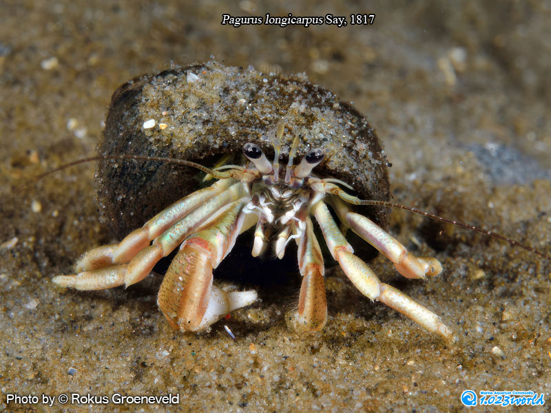 和名未定/Pagurus longicarpus Say, 1817 [1]