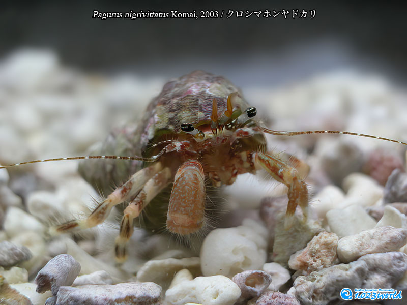 クロシマホンヤドカリ/Pagurus nigrivittatus Komai, 2003 [6]