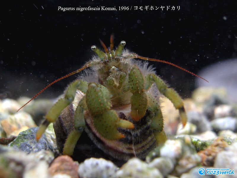 ヨモギホンヤドカリ/Pagurus nigrofascia