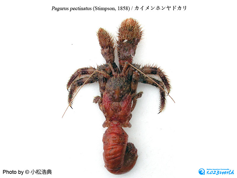カイメンホンヤドカリ/Pagurus pectinatus (Stimpson, 1858) [4]