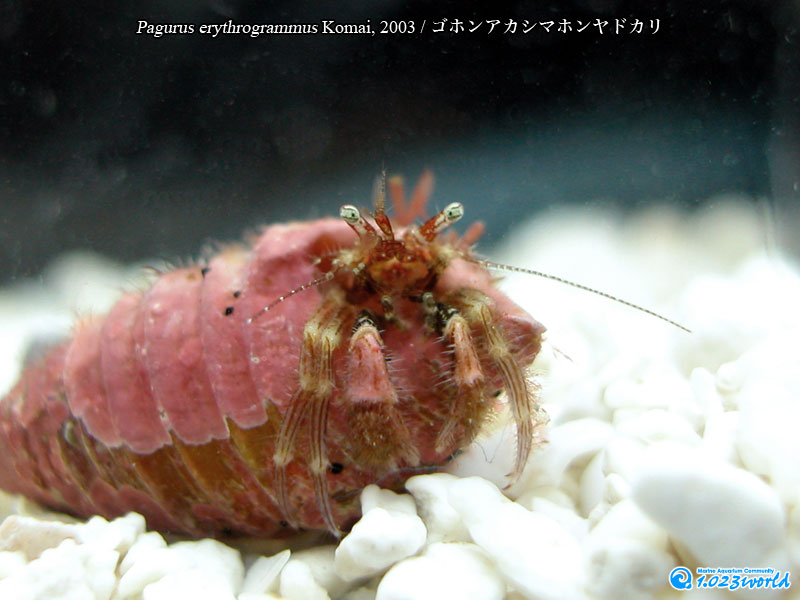 ゴホンアカシマホンヤドカリ/Pagurus quinquelineatus Komai, 2003 [3]