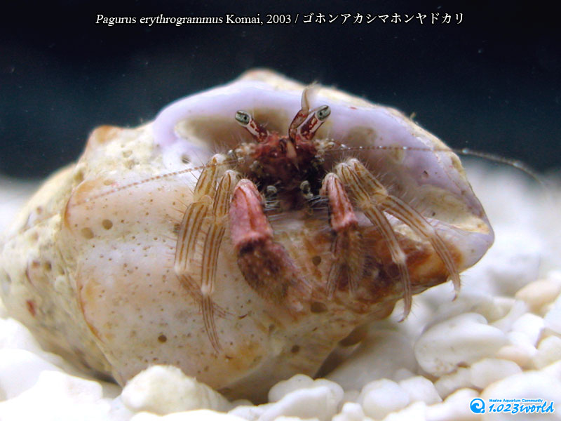 ゴホンアカシマホンヤドカリ/Pagurus quinquelineatus Komai, 2003 [1]