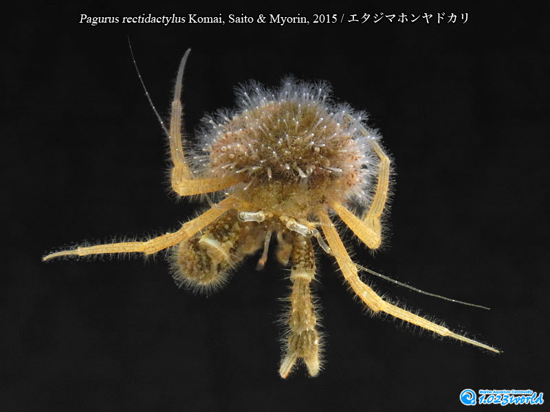エタジマホンヤドカリ/Pagurus rectidactylus Komai, Saito & Myorin, 2015 [4]