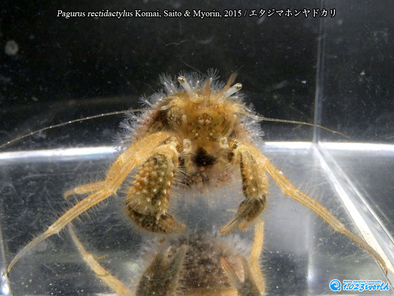 エタジマホンヤドカリ/Pagurus rectidactylus Komai, Saito & Myorin, 2015 [5]