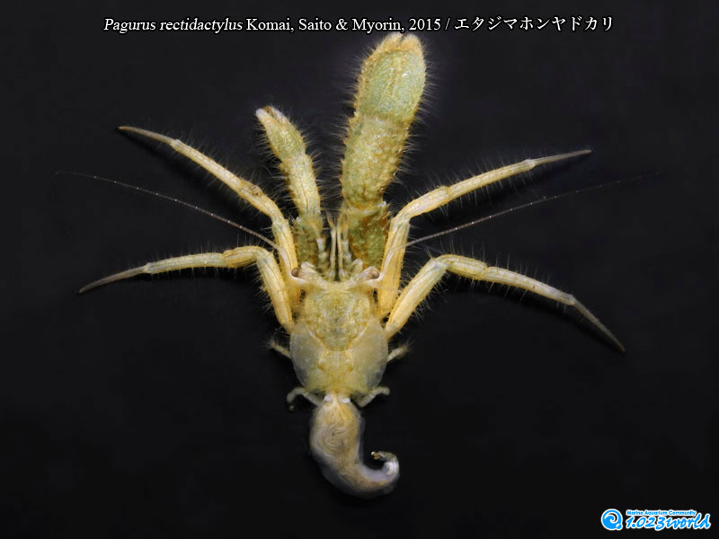 エタジマホンヤドカリ/Pagurus rectidactylus Komai, Saito & Myorin, 2015 [7]