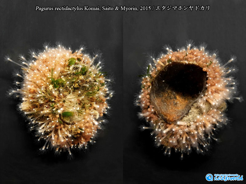 エタジマホンヤドカリ/Pagurus rectidactylus Komai, Saito & Myorin, 2015 [8]