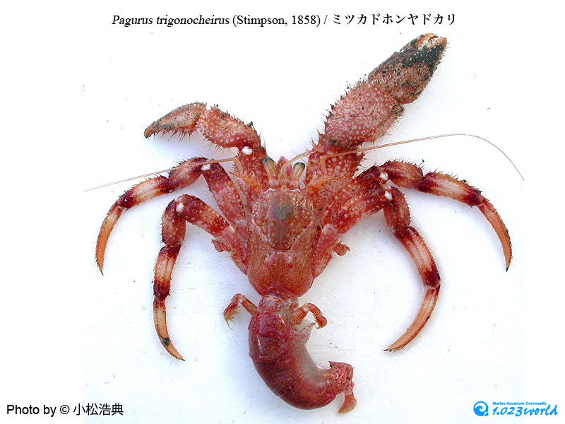 ミツカドホンヤドカリ/Pagurus trigonocheirus (Stimpson, 1858) [4]