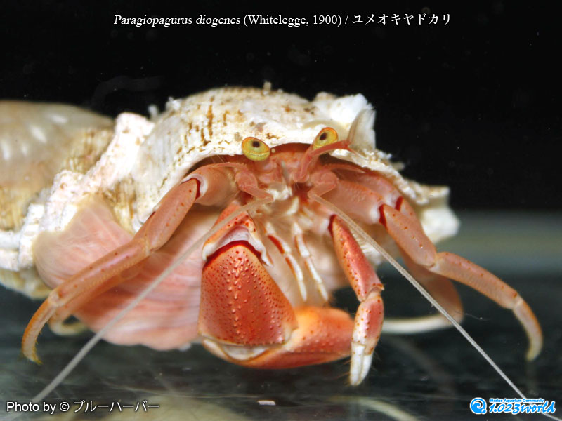 ユメオキヤドカリ/Paragiopagurus diogenes (Whitelegge, 1900) [2]