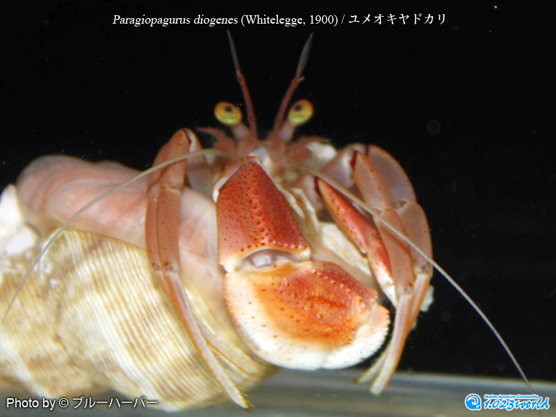 ユメオキヤドカリ/Paragiopagurus diogenes (Whitelegge, 1900) [3]