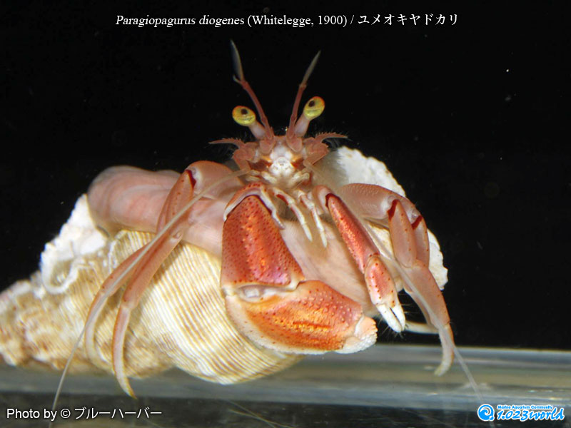 ユメオキヤドカリ/Paragiopagurus diogenes (Whitelegge, 1900) [1]