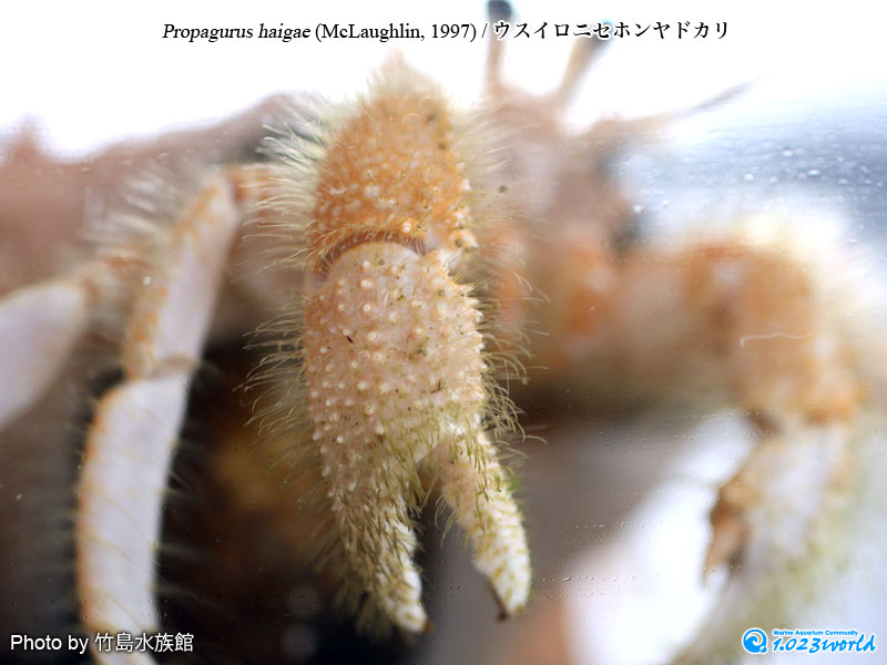 ウスイロニセホンヤドカリ/Propagurus haigae (McLaughlin, 1997) [5]