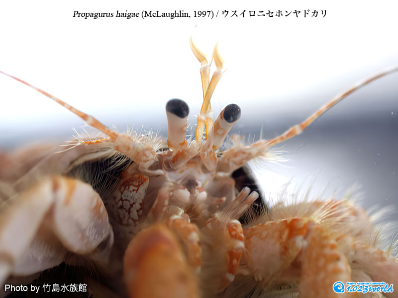 ウスイロニセホンヤドカリ/Propagurus haigae (McLaughlin, 1997) [6]