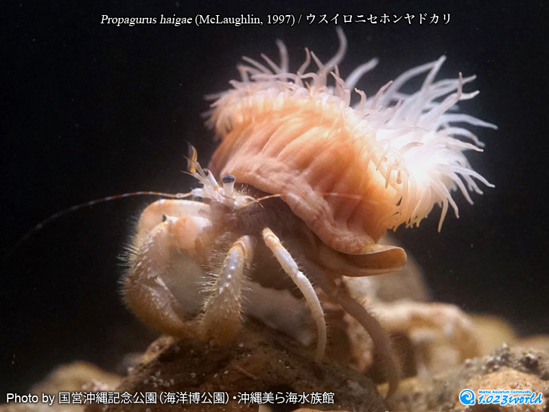 ウスイロニセホンヤドカリ/Propagurus haigae (McLaughlin, 1997) [1]