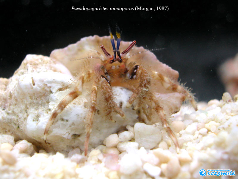 和名未定/Pseudopaguristes monoporus (Morgan, 1987) [2]