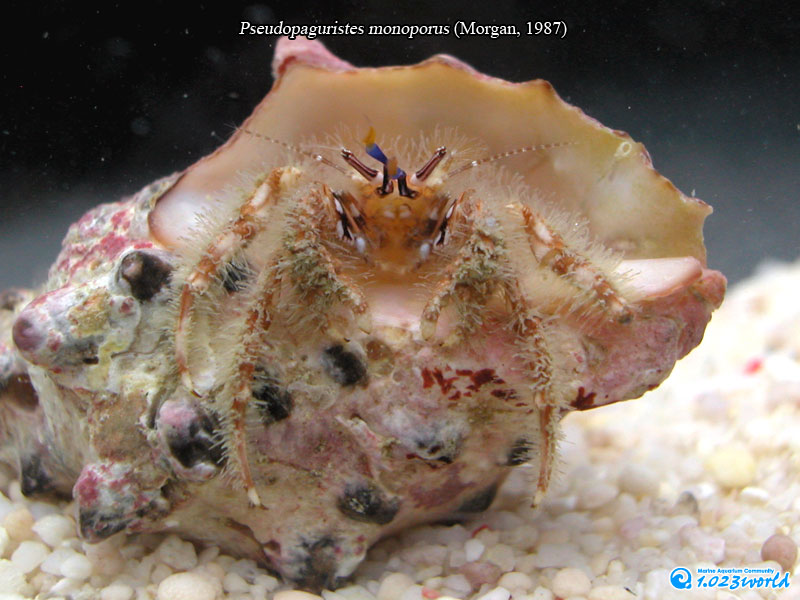 和名未定/Pseudopaguristes monoporus (Morgan, 1987) [3]