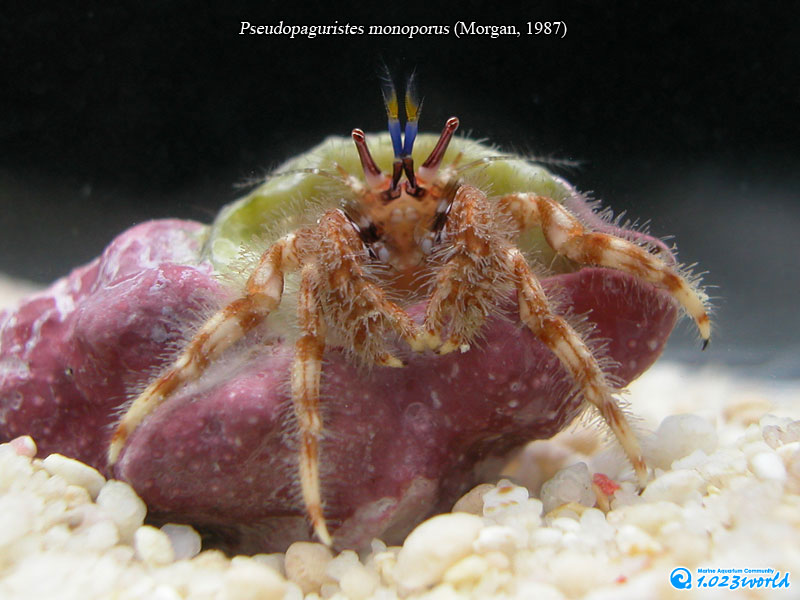 和名未定/Pseudopaguristes monoporus (Morgan, 1987) [1]