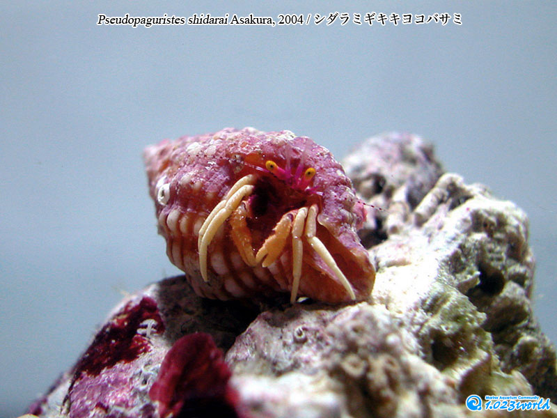 シダラミギキキヨコバサミ/Pseudopaguristes shidarai Asakura, 2004 [3]