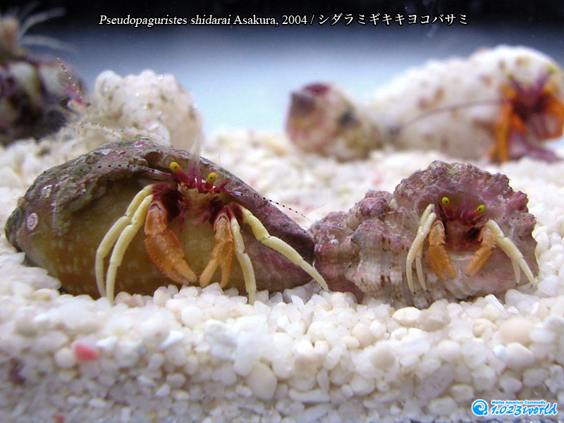 シダラミギキキヨコバサミ/Pseudopaguristes shidarai